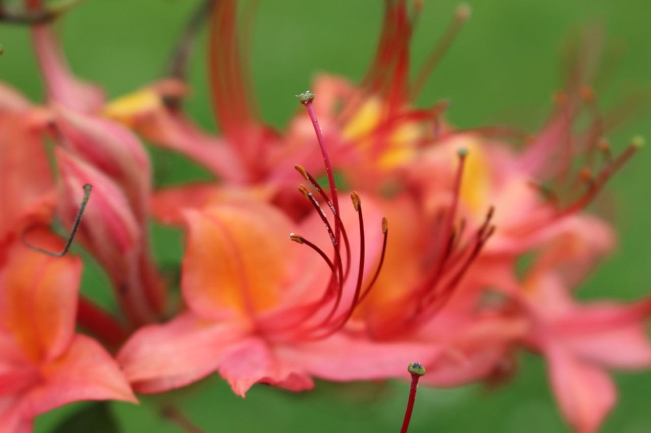 Unknown Denny Pratt seedling